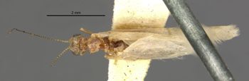 Media type: image;   Entomology 11513 Aspect: habitus dorsal view